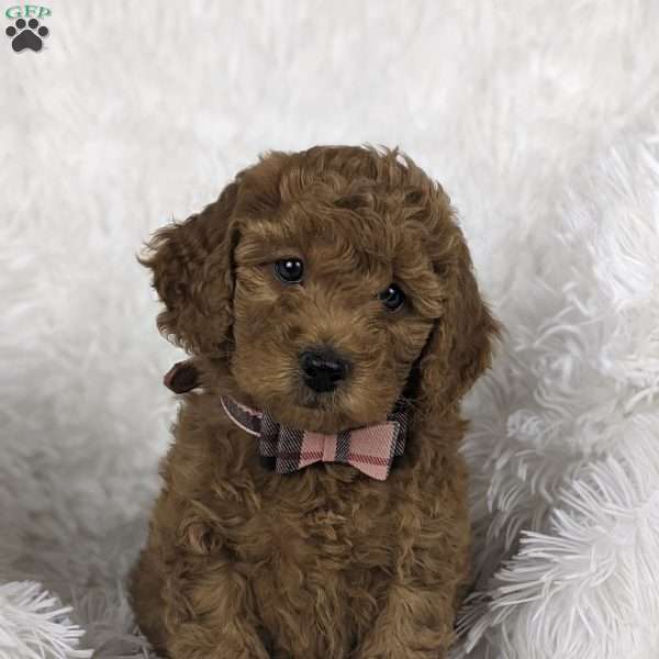 Petal, Mini Goldendoodle Puppy